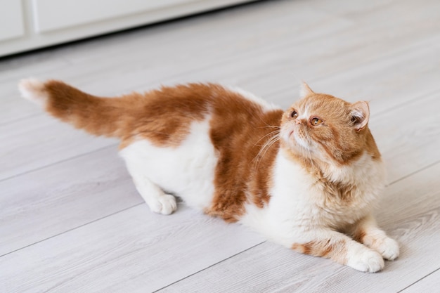 Free photo adorable cat laying on floor