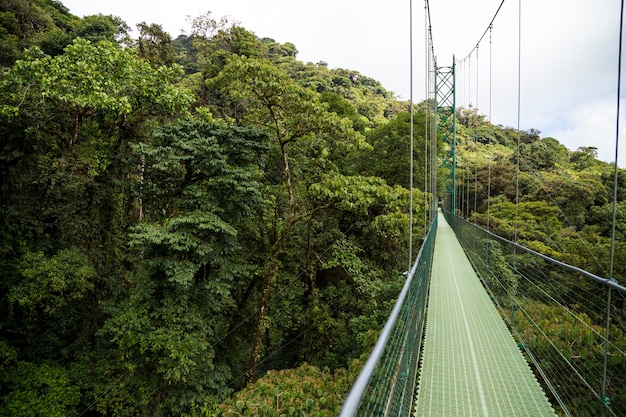 Foto gratuita avventuri il ponte sospeso in foresta pluviale alla costa rica