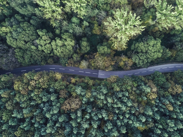 Free Photo aerial shot of a curvy thin road going through a thick forest