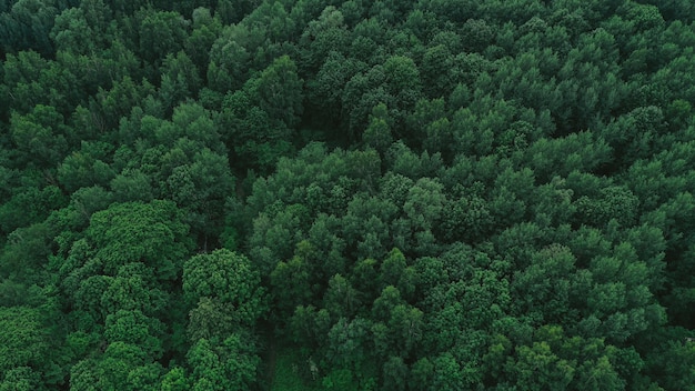Free photo aerial view of green forest