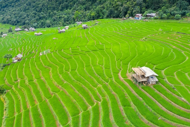 Free photo aerial view of rice terrace at ban pa bong piang in chiang mai, thailand