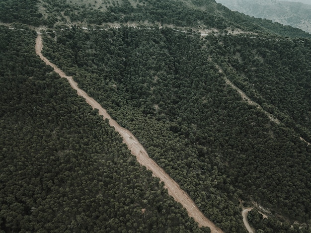 Free Photo aerial view of straight dirt road in forest landscape