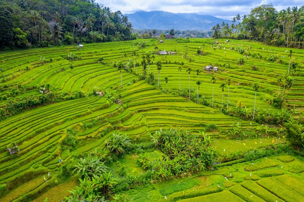 Free photo aerial view of terraced rice fields bali, indonesia