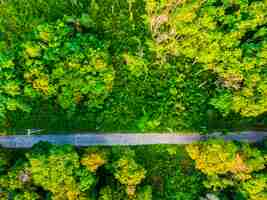 Free photo aerial view of tree in the forest with road