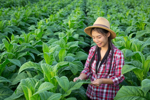 Free photo agriculturist woman looks tobacco in the field.