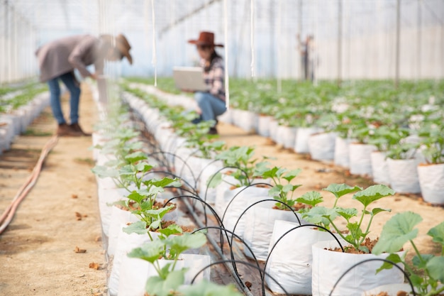 Free Photo the agronomist examines the growing melon seedlings on the farm, farmers and researchers in the analysis of the plant. 