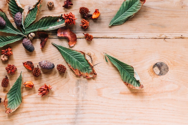 Free photo alder cones with leaves