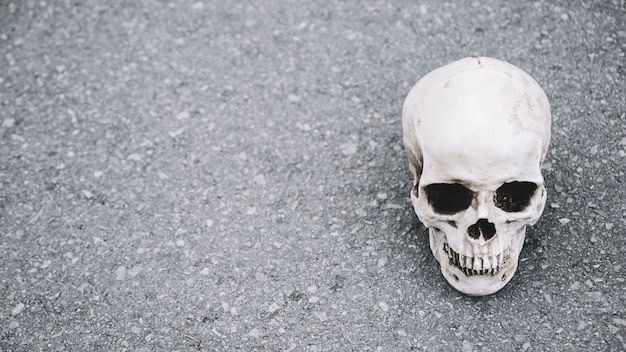 Free Photo artificial skull of man lying on asphalt on side