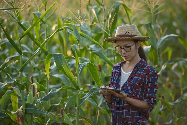 Free photo asian woman farmer with digital tablet in corn field, beautiful morning sunrise over the corn field. green corn field in agricultural garden and light shines sunset in the evening mountain background