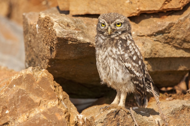 Free Photo athene noctua owl perched on rocks during daytime