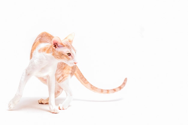 Free photo attentive cornish rex cat standing against white backdrop