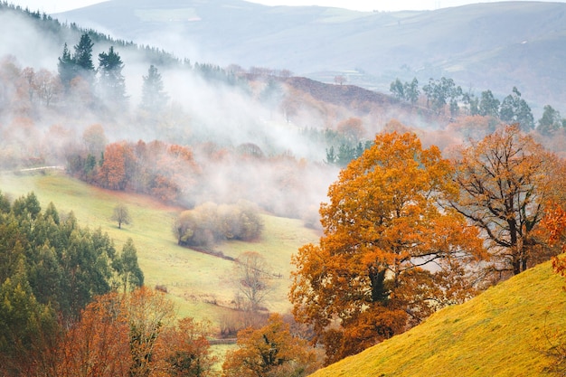 무료 사진 autum 나무와 안개