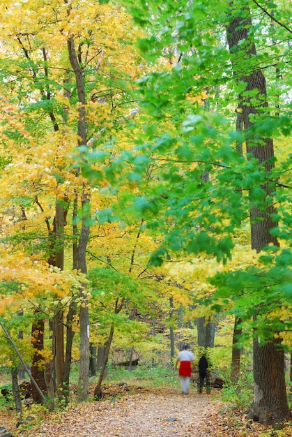 Free photo autumn forest