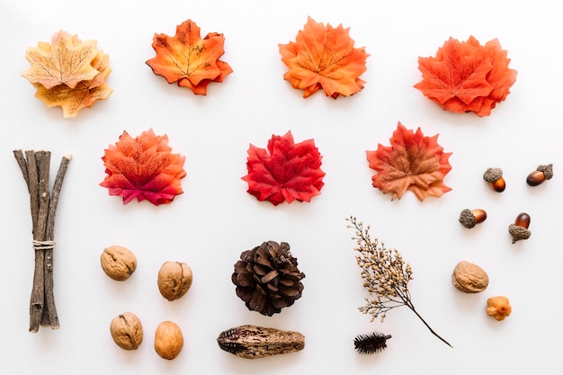 Free photo autumn herbarium of colored tree details