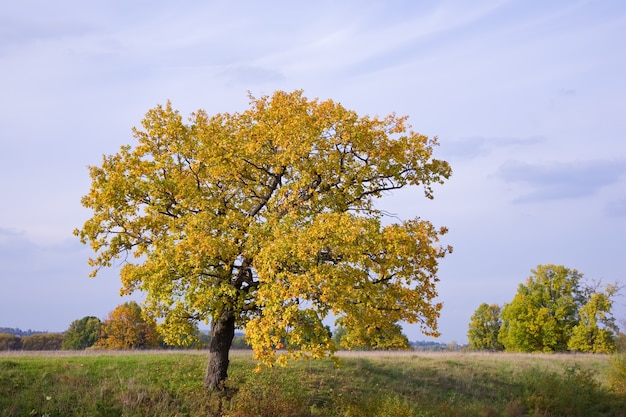 Free Photo autumn landscape with  oak