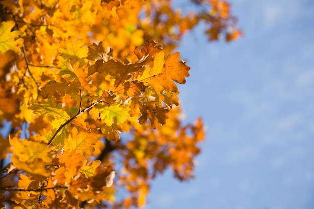 Free Photo autumn leaves of oak