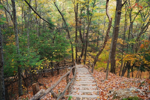 Free photo autumn trail