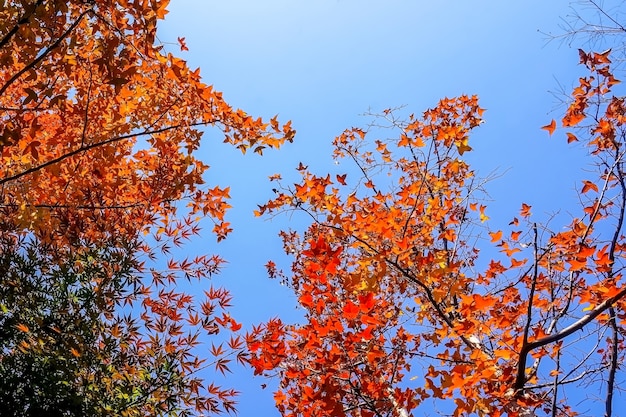 Free photo autumnal landscape with trees in warm colors