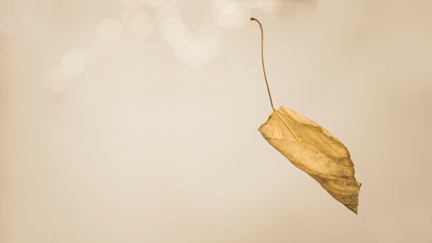 Autumnal leaf with twig falling