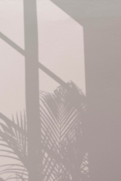 Background with palm tree and window shadow