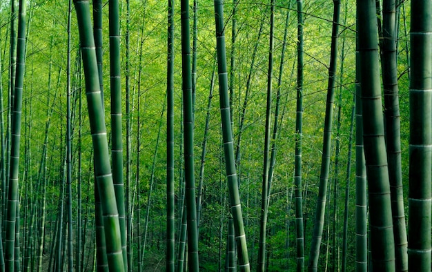 Free photo bamboo forest in china