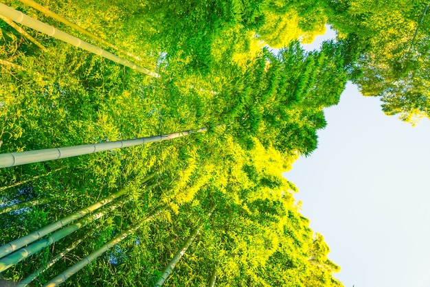 Free Photo bamboo forest  ( filtered image processed vintage effect. )