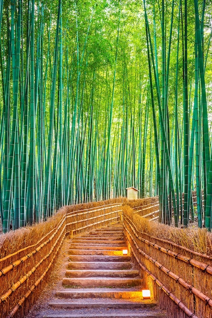 Free photo bamboo forest in kyoto, japan.