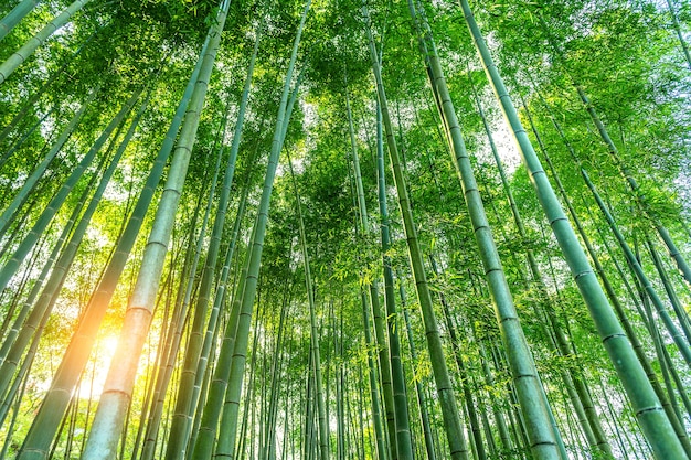 Free photo bamboo forest. nature background.