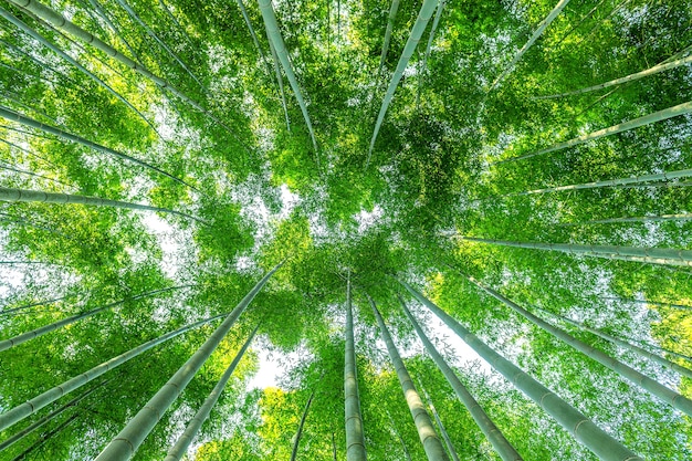 Free photo bamboo forest. nature background.