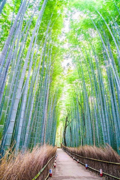 Free photo bamboo forest