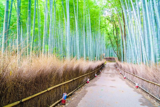 Bamboo forest