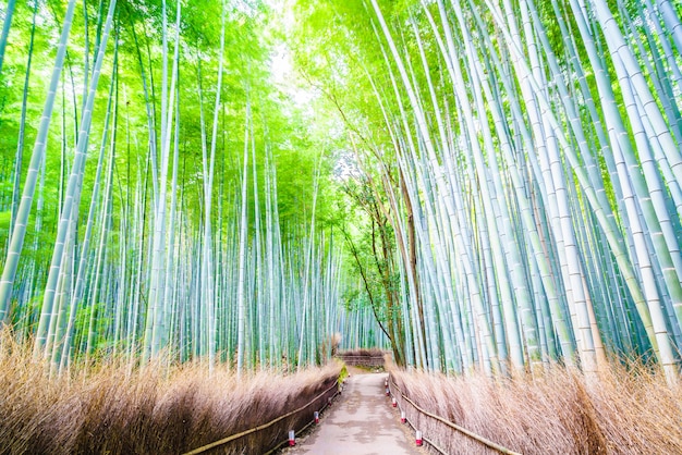 Bamboo forest