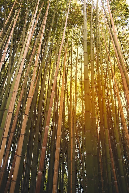 Free photo bamboo stretching up