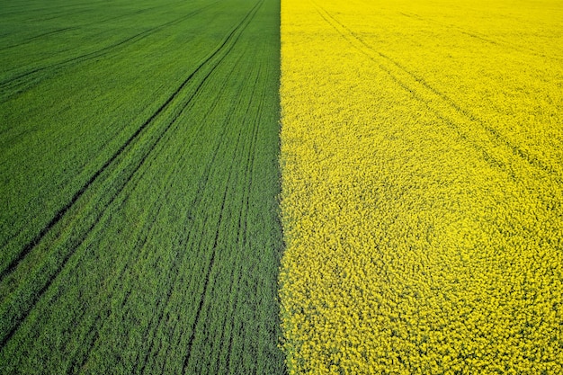 Free photo beautiful agricultural half green half yellow grass field shot with a drone