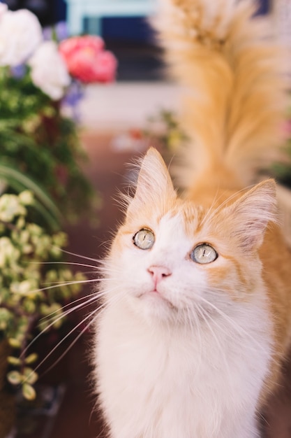 Free photo beautiful cat in garden