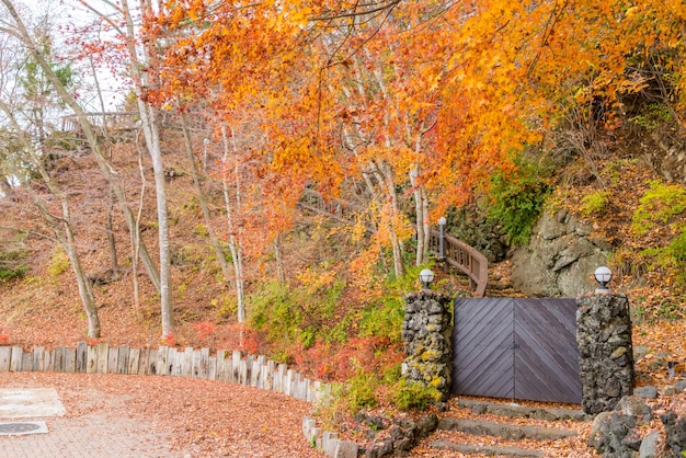 Free photo beautiful colorful autumn leaves