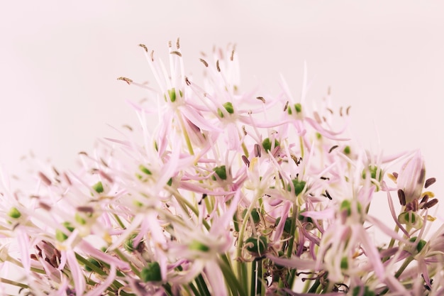 Free photo beautiful flowers over colored background