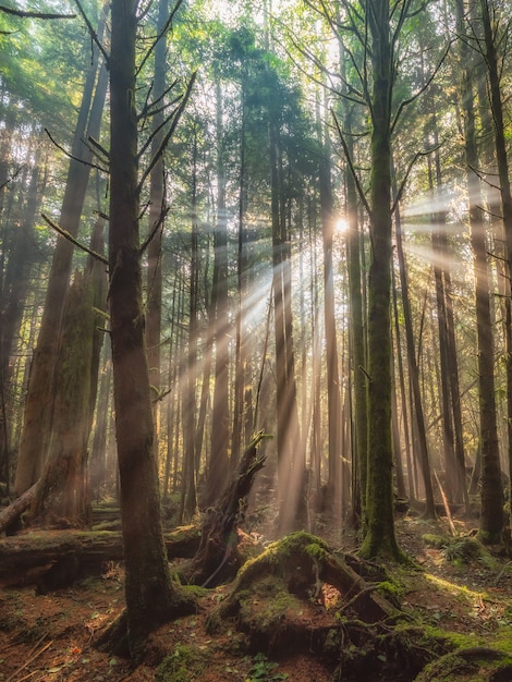 Free photo beautiful forest with tall trees