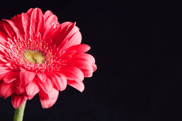 Foto gratuita bellissimo fiore rosa fresco in rugiada