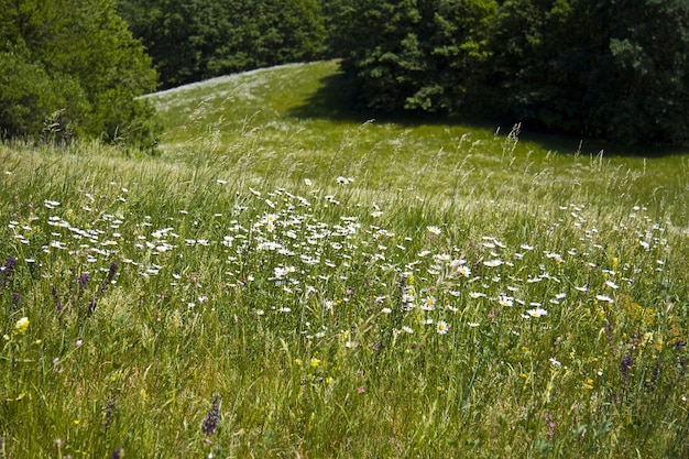 Free photo beautiful green field with a lot of colorful wildflowers