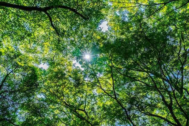 Free photo beautiful green tree and leaf in the forest with sun