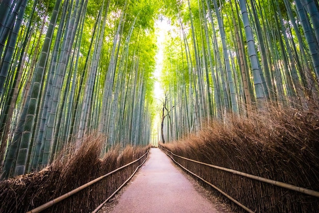 Free photo beautiful landscape of bamboo grove in the forest at arashiyama kyoto