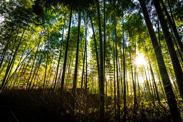 Beautiful landscape of bamboo grove in the forest at Arashiyama kyoto