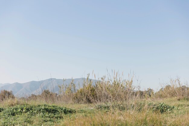 Beautiful landscape with grass and hills