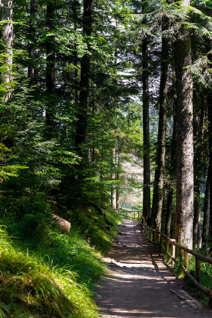 Free photo beautiful pine trees on  mountains