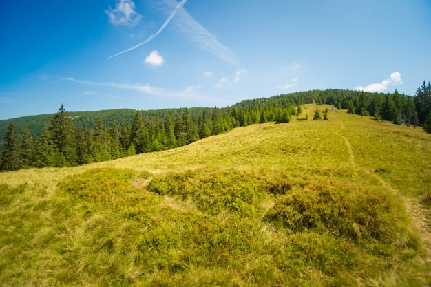 Free photo beautiful pine trees on  mountains