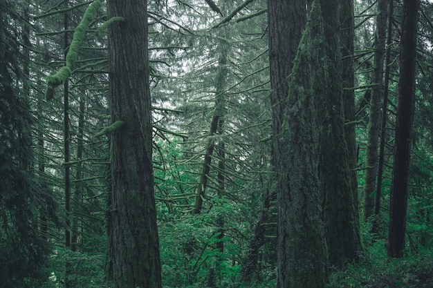 Free photo beautiful scenery of a forest in the countryside on a misty day