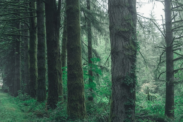 Free photo beautiful scenery of a forest in the countryside on a misty day