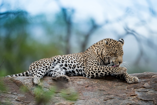 Free photo beautiful shot of an african leopard resting on the rock with a blurred background