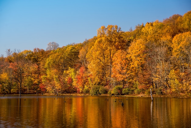 Free photo beautiful shot of a forest beside a lake and the reflection of colorful autumn trees in the water